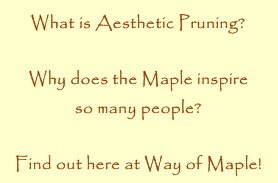What is aesthetic pruning? Why does the maple inspire people? find out here at Way of Maple!